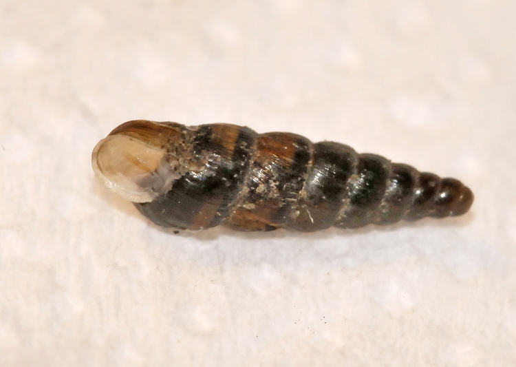 Minuscola chiocciolina
